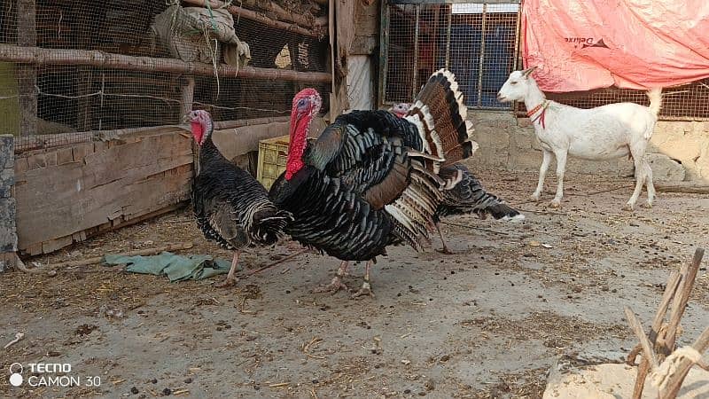 turkey family 4