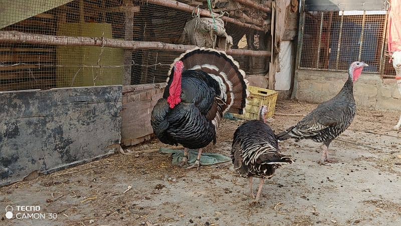 turkey family 7