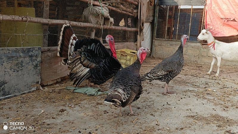 turkey family 9