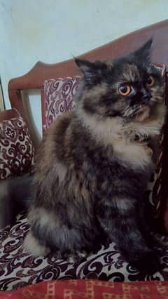 Beautiful Parcian Cat Female