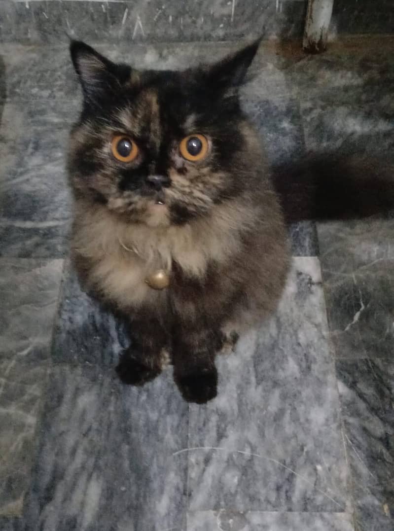 Beautiful Parcian Cat Female 1