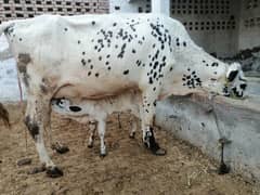 cholistani cow