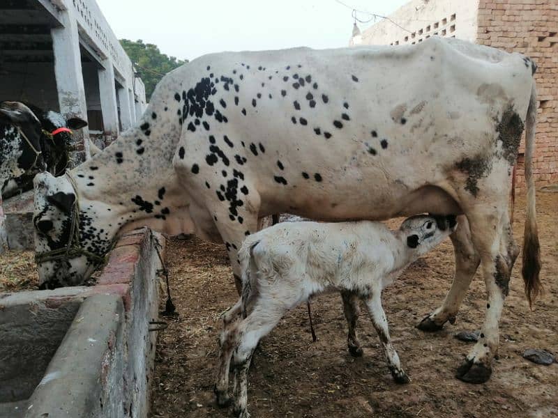 cholistani cow 3