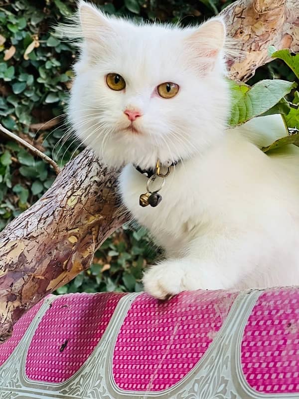 persian cat 0