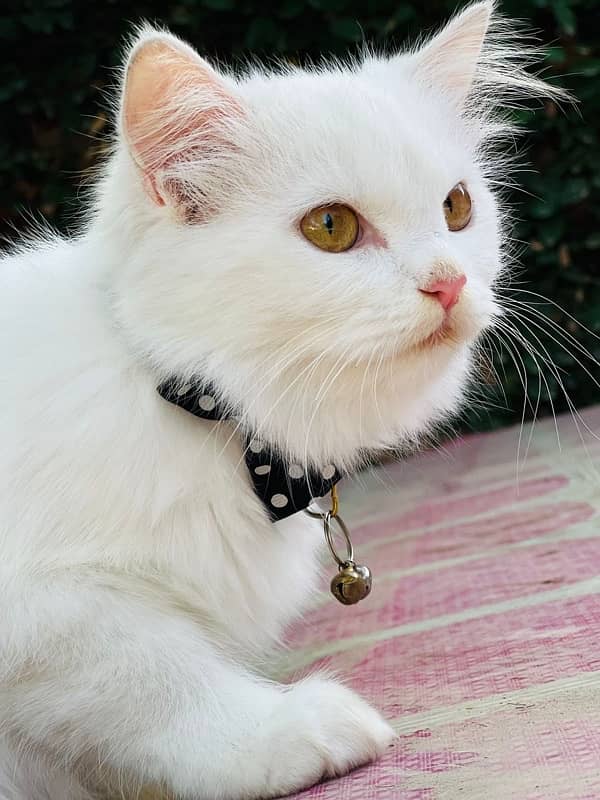 persian cat 2