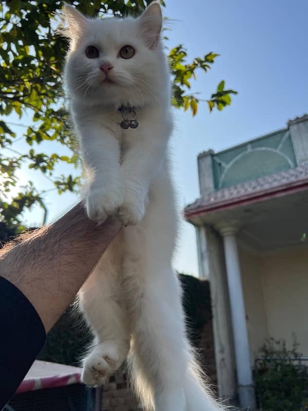 persian cat 3