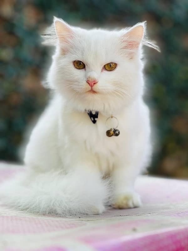 persian cat 4