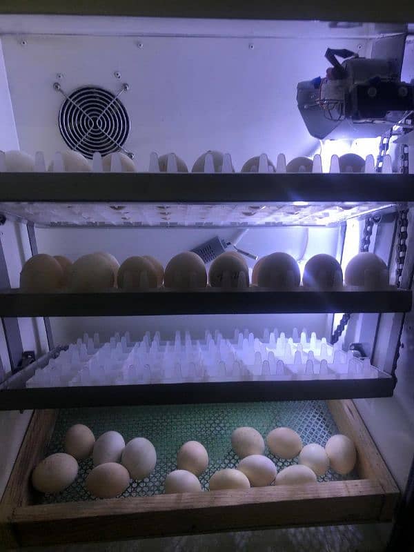 Fully automatic 160 eggs incubator. . . . 0