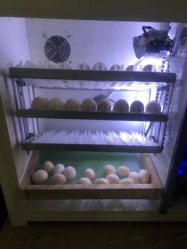 Fully automatic 160 eggs incubator. . . . 1