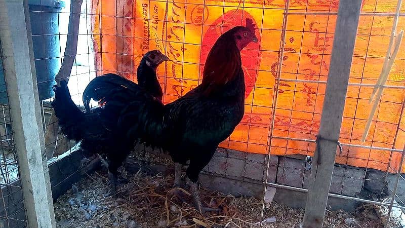 Thai / shamo/ pakistani aseel setup / Aseel Thai / fancy hens  / Hens 17