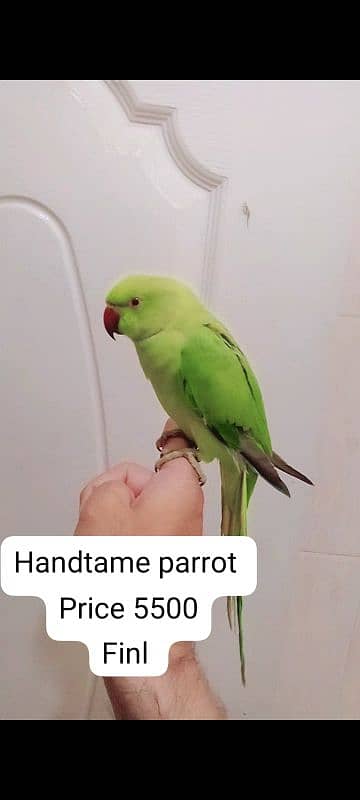 Green ringneck handtame male parrot friendly parrot 0