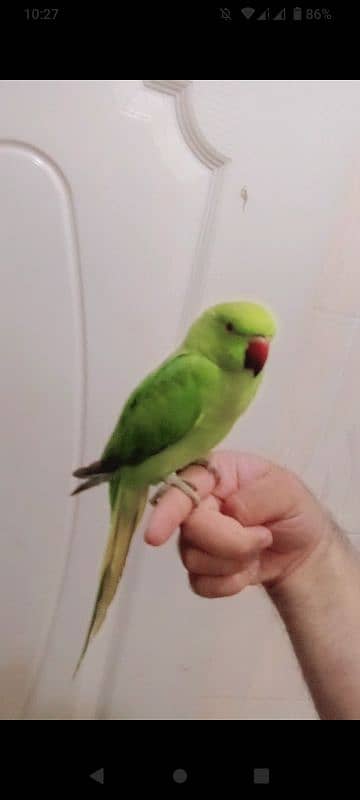 Green ringneck handtame male parrot friendly parrot 1