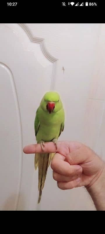 Green ringneck handtame male parrot friendly parrot 2