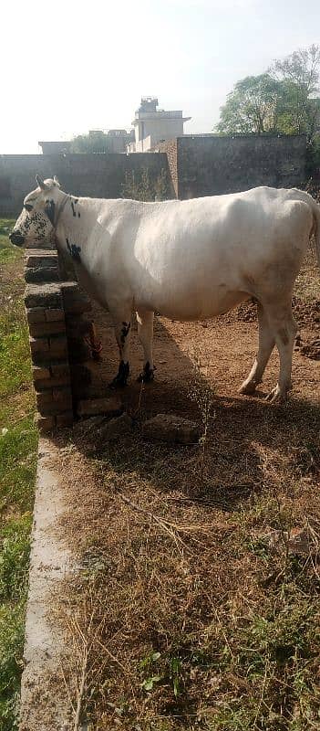 freeziyan cow 0