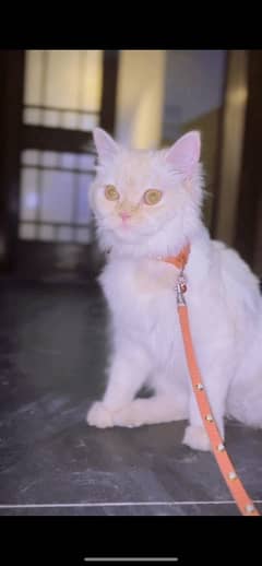 white and brown mix cats