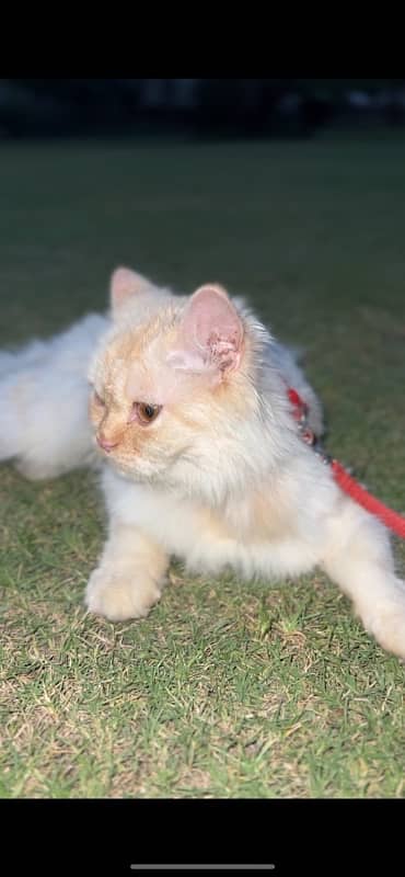 white and brown mix cats 2