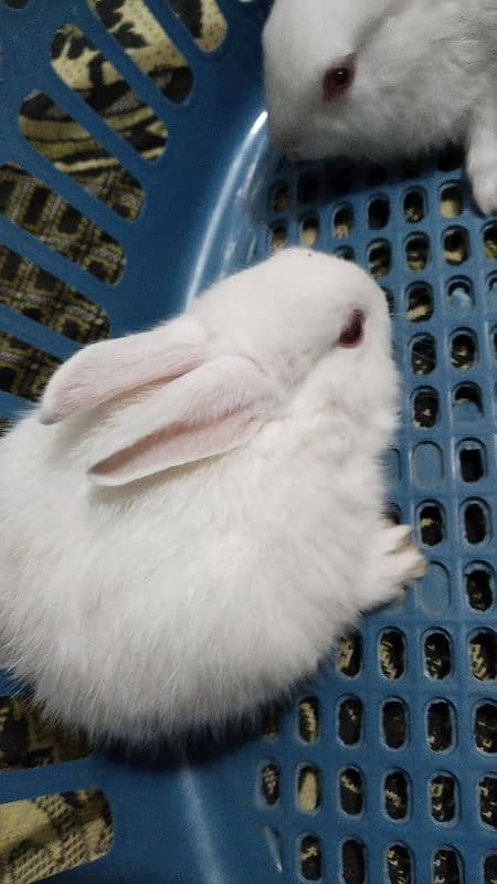 white red eye rabbits, bunnies 1