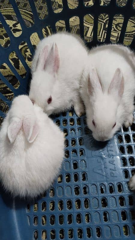 white red eye rabbits, bunnies 2