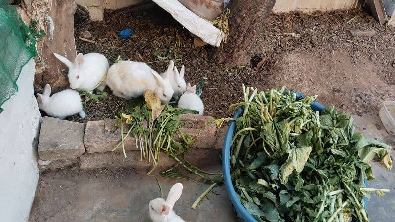 white red eye rabbits, bunnies 3