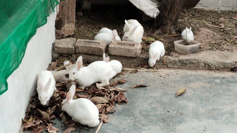 white red eye rabbits, bunnies 4