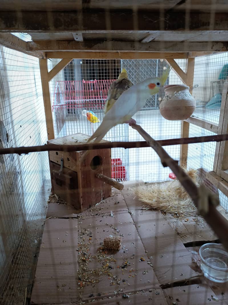 red eye cockatiels pair- breeder cockatiels pair for sale in sargodha 0