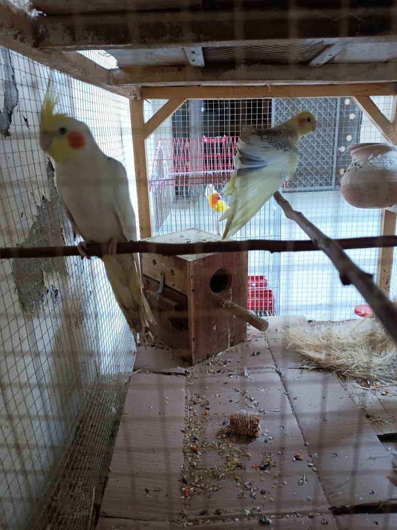 red eye cockatiels pair- breeder cockatiels pair for sale in sargodha 1