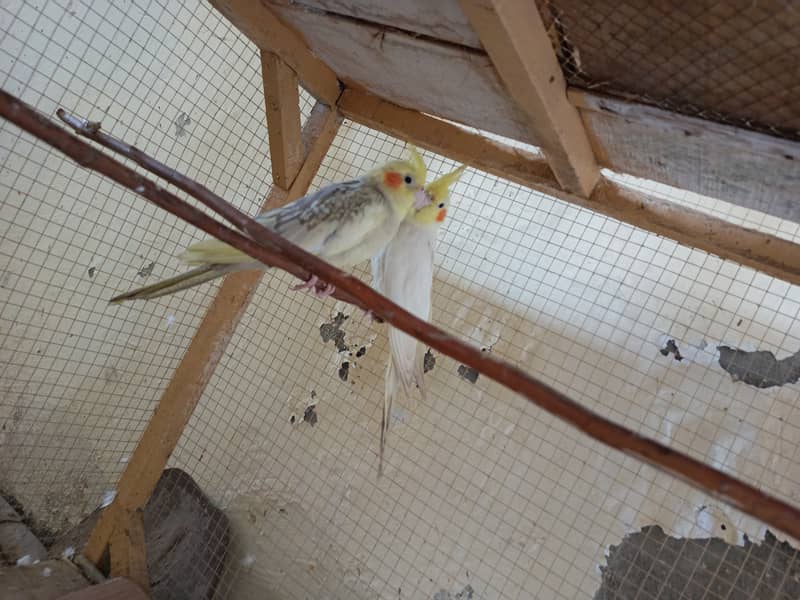 red eye cockatiels pair- breeder cockatiels pair for sale in sargodha 2