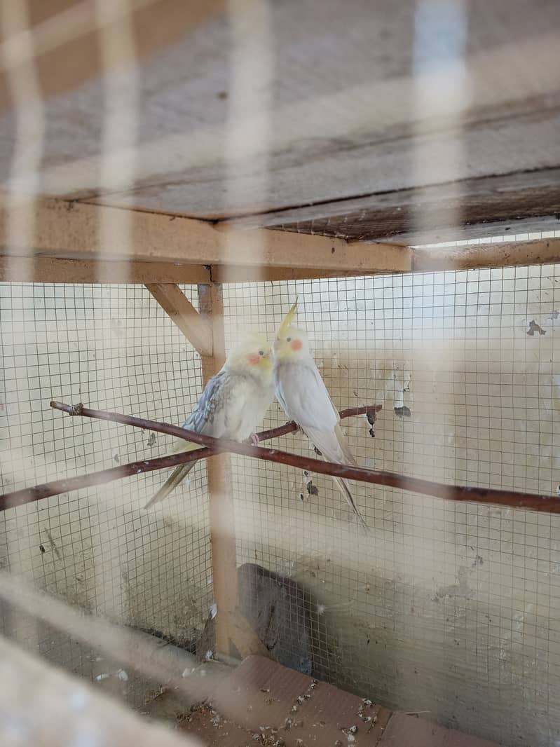 red eye cockatiels pair- breeder cockatiels pair for sale in sargodha 3