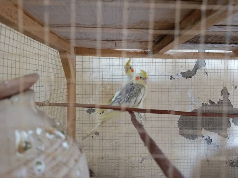 red eye cockatiels pair- breeder cockatiels pair for sale in sargodha 4