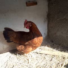 Golden misri eggs laying hen