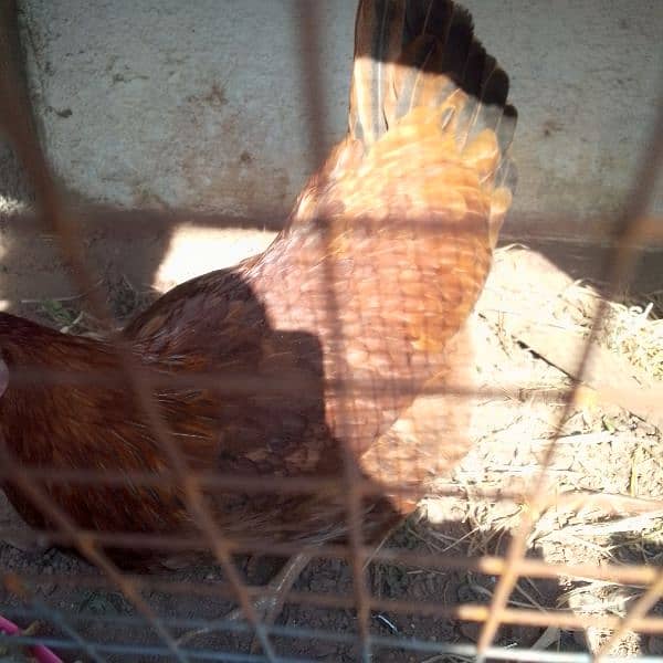 Golden misri eggs laying hen 1