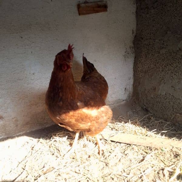 Golden misri eggs laying hen 3