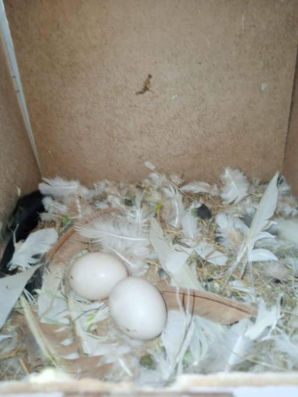 3 Kabooter for sale with eggs 1