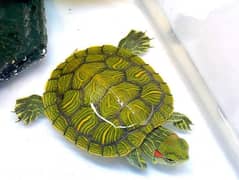 Red Eared Green slider Turtle