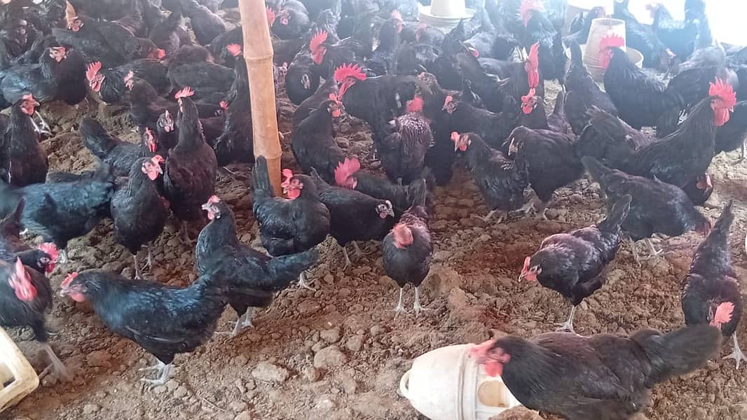 Australorp | Hens | Murgiya | Black Hens | Chicks | Egg laying | Eggs 4