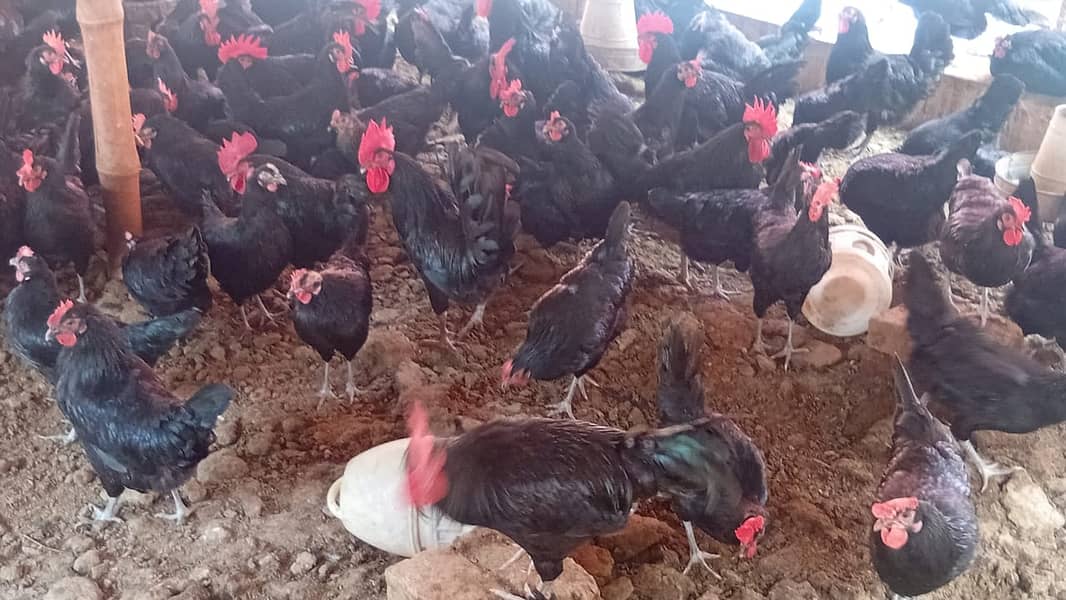 Australorp | Hens | Murgiya | Black Hens | Chicks | Egg laying | Eggs 5