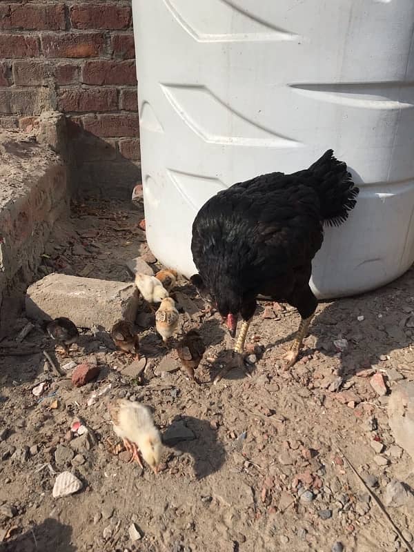 Aseel chicks for sale old bloodline 2