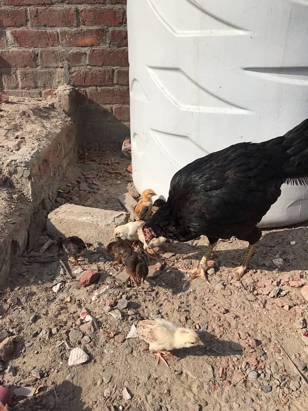 Aseel chicks for sale old bloodline 3