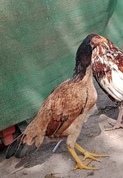 Aseel Maadi Mianwali breed top quality