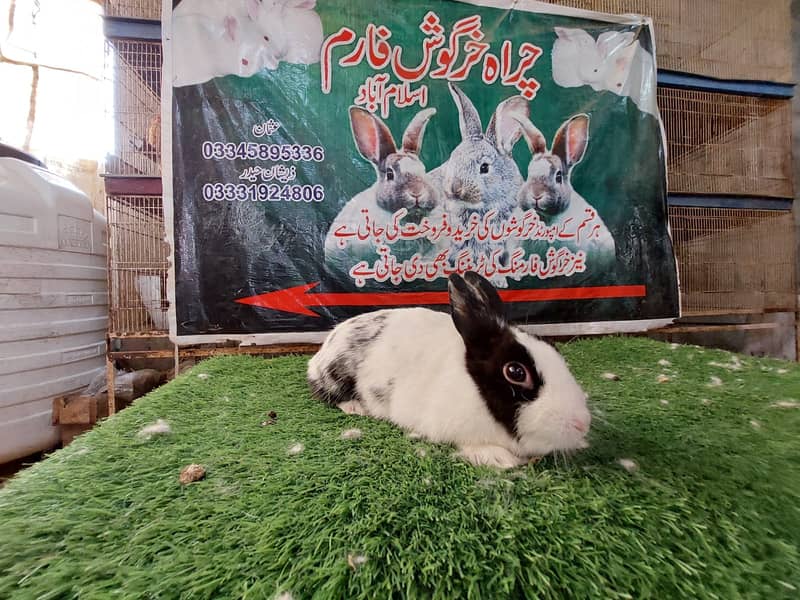 Rabbit/ rabbit for sale /flemish rabbit / khargosh 7