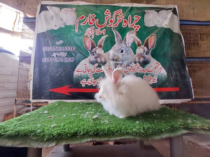 Rabbit/ rabbit for sale /flemish rabbit / khargosh 12