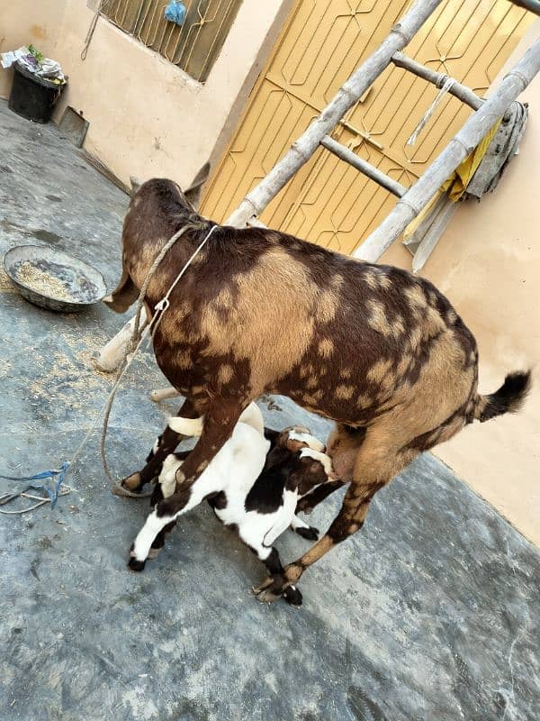 Bakri Goat Sindhi Patera Nasal 1