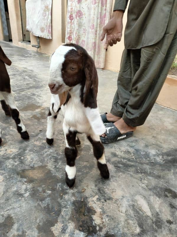 Bakri Goat Sindhi Patera Nasal 2