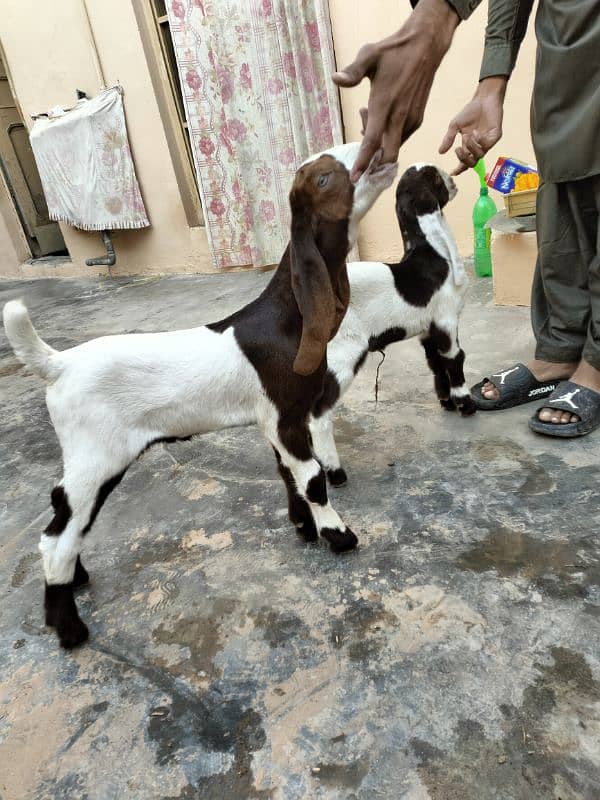 Bakri Goat Sindhi Patera Nasal 4