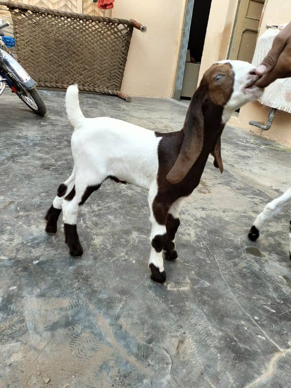 Bakri Goat Sindhi Patera Nasal 5