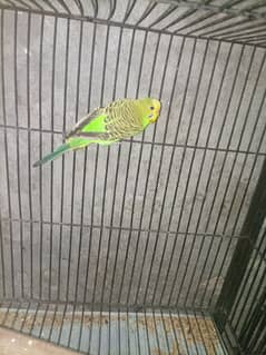 Australian parrot for sales