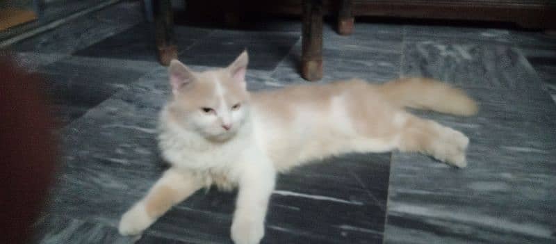 persian cat triple coated 4