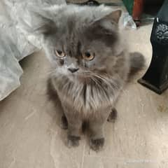 3 persian cats for sale