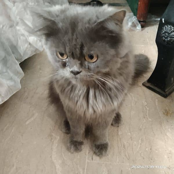 3 persian cats for sale 0