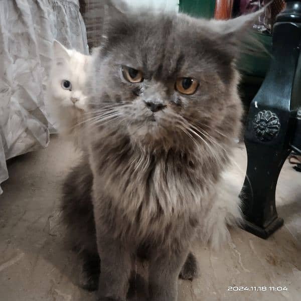 3 persian cats for sale 2